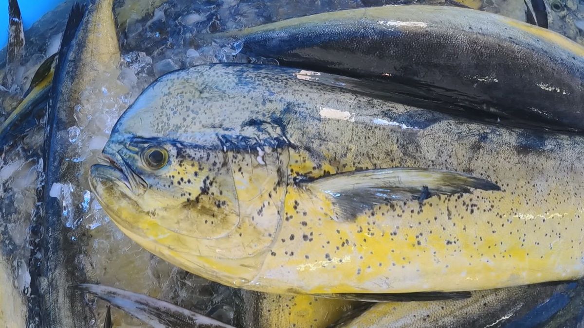 osakana-cateお家で簡単！魚レシピ～旬の魚介料理をお手軽に～魚食普及推進センター 一般社団法人 大日本水産会