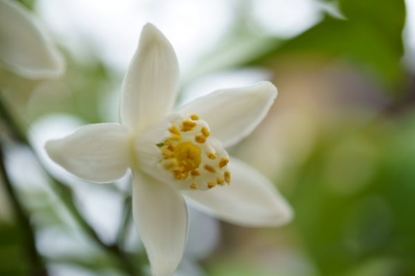 柚子 ゆず の花言葉花が咲く季節は？花柚子とは？HORTI by GreenSnap