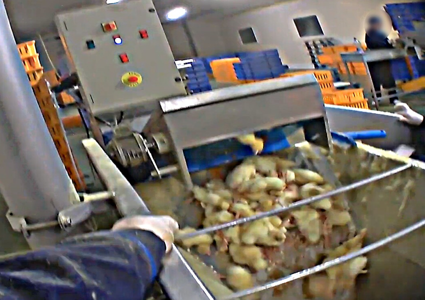 フォアグラ株式会社シンポフーズ