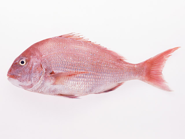 鯛を英語で何という？覚えておきたい表現２選