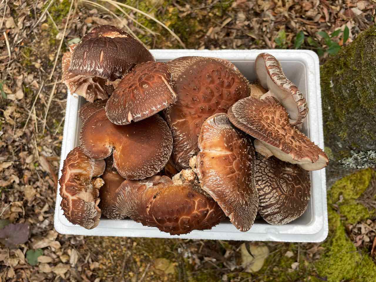 恵方巻に使われる具材としてこだわったしいたけ煮はいかがですかきのこの卸・スープ＆惣菜の業務用仕入れなら〜バイオコスモ通販サイト