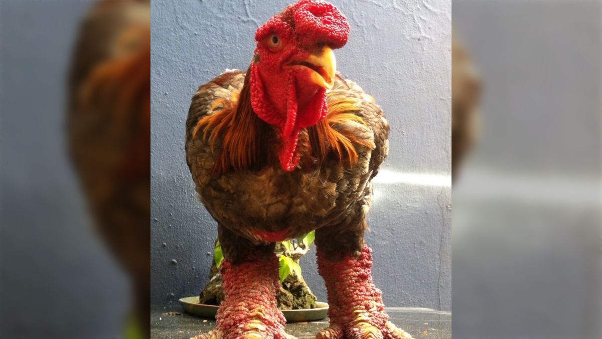 テトの味覚、ドンタオ鶏ブイプレVPRESS・ベトナム情報版