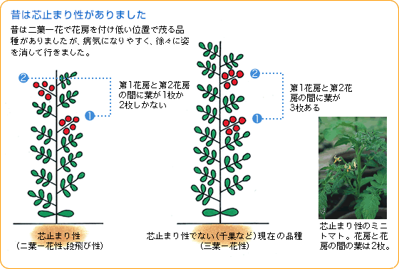 トマトの追肥のタイミング、肥料不足、肥料過多のサインを見分け大量収穫