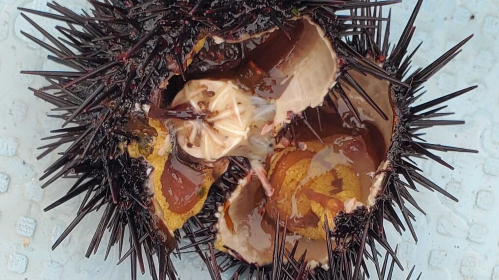 空っぽのウニが立派に成長～畜養ウニの試食会が開催～ - 長門の話題 - 長門市ホームページ