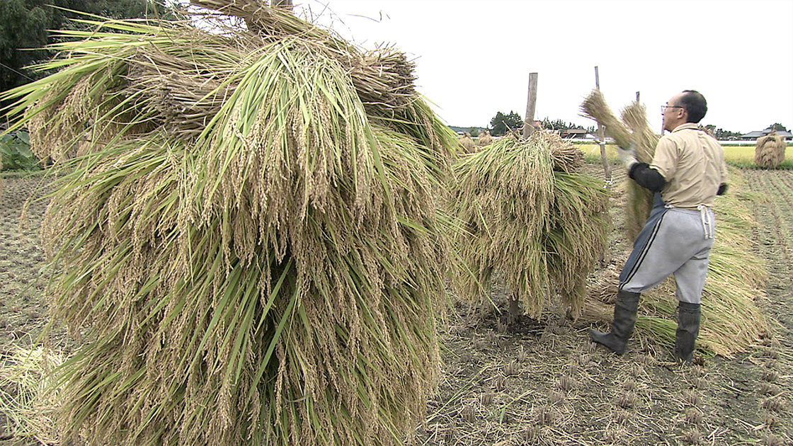 はさ掛けするにはワケがあるあーるず・ハウスめも