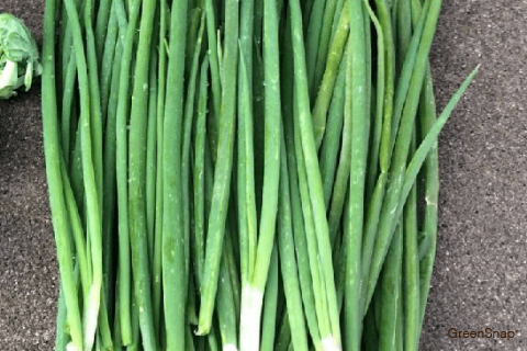 ワケギの栽培 地植えの育て方の基本から種球の堀り上げまで農家web