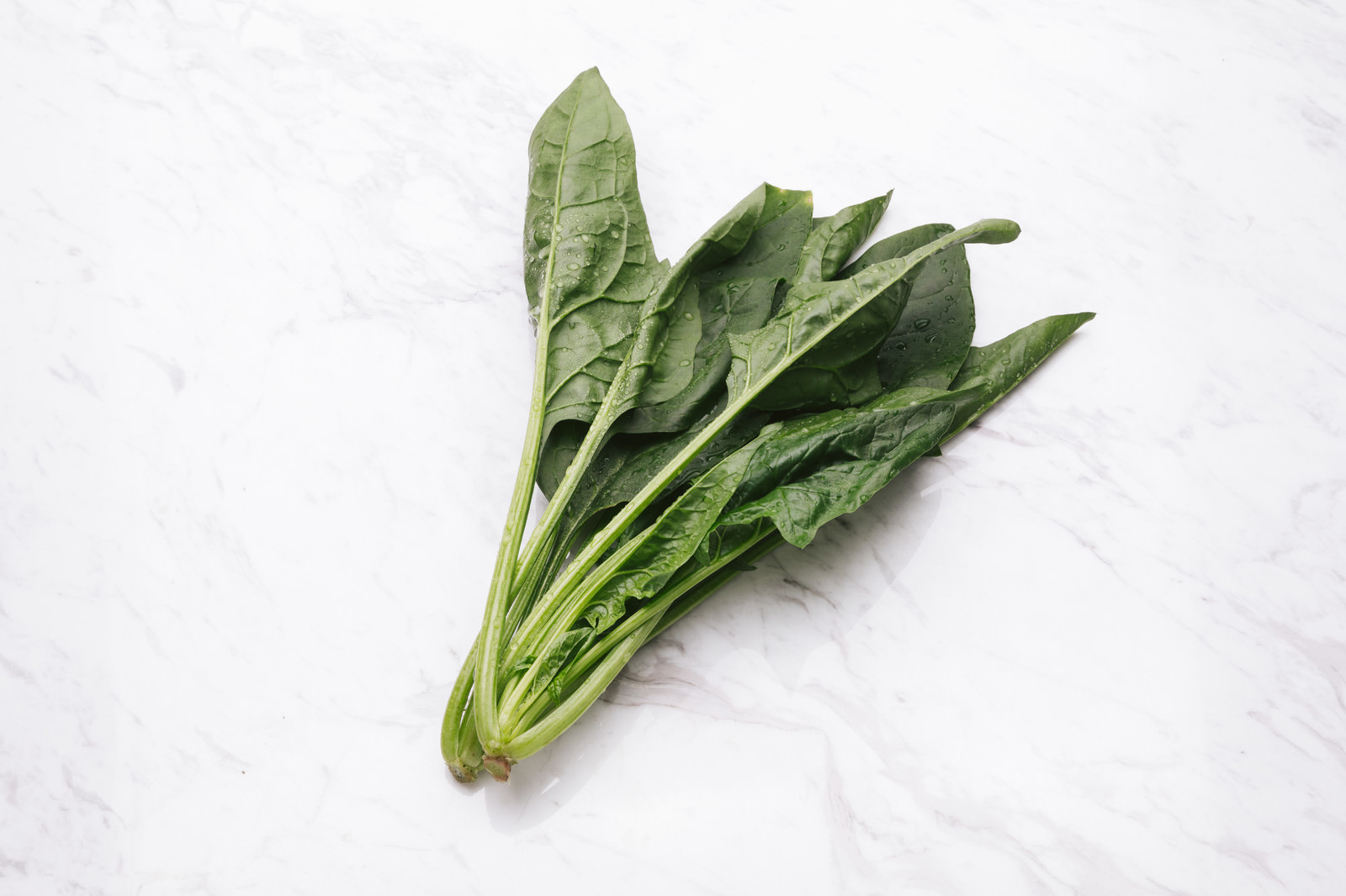 夏場のほうれん草栽培のコツ。特徴を掴み、新たな収入源に！ - 農業メディア│Think and Grow ricci