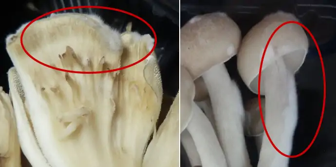 チョレイマイタケ: 渓釣り 四方山話