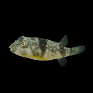 小さなかわいい淡水フグ。アベニー・パファーを飼ってみよう！ -アクアリウム水槽のある暮らし！初心者アクアリストを応援！熱帯魚・水草の育て方から用品の情報までアクアリウムの総合情報サイト