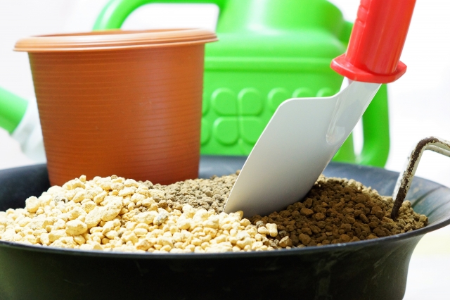 食用菊の育て方もってのほかを初心者が栽培できる方法家庭菜園インフォパーク