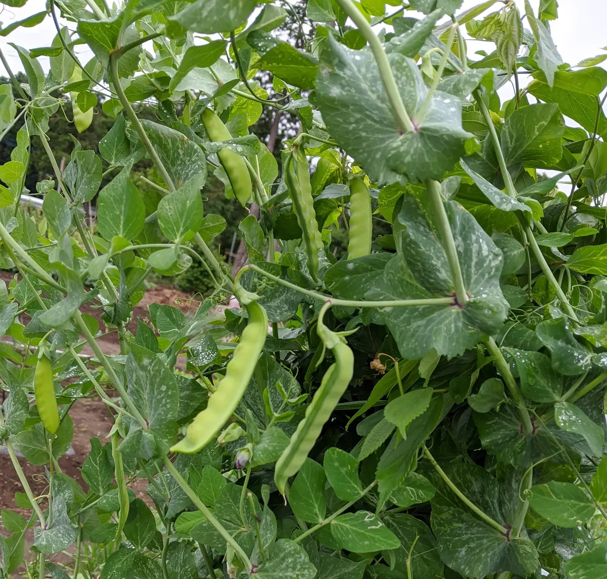 お野菜の外見と中味のおはなし ～実エンドウ～坂ノ途中100年先もつづく、農業を