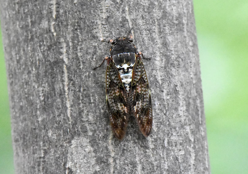 アブラゼミの羽化を撮る球わかば.net