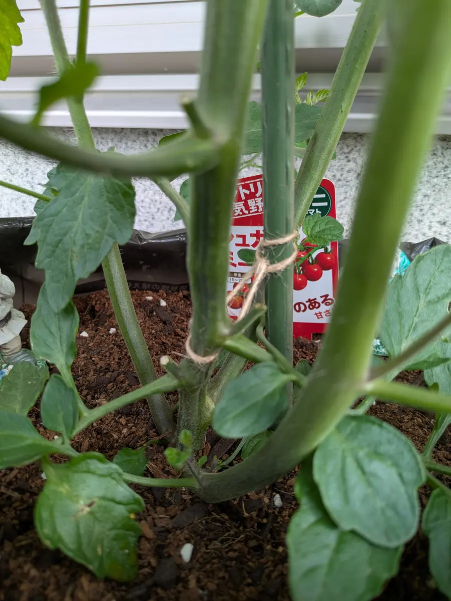 ミニトマトの主枝と脇芽の見分け方レンタル畑で野菜づくり！～週末農業体験～