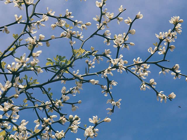 カラタチ - 庭木図鑑 植木ペディア