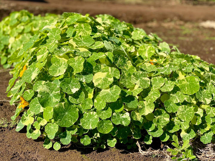 ナスタチウム キンレンカ の特徴や育て方、種まきの時期や方法等の紹介