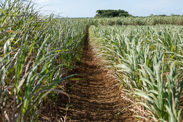 砂糖の原料 「てん菜」と「さとうきび」の生産現場をのぞいてみよう！：農林水産省