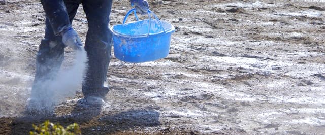 食用菊 もってのほか・延命楽