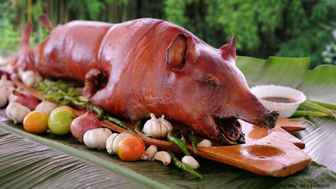 フィリピンワシふぃりぴんわし とは ピクシブ百科事典