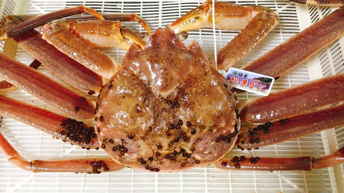 戸井鮮魚橋立退屈日記 ブログ 甲羅のブツブツ