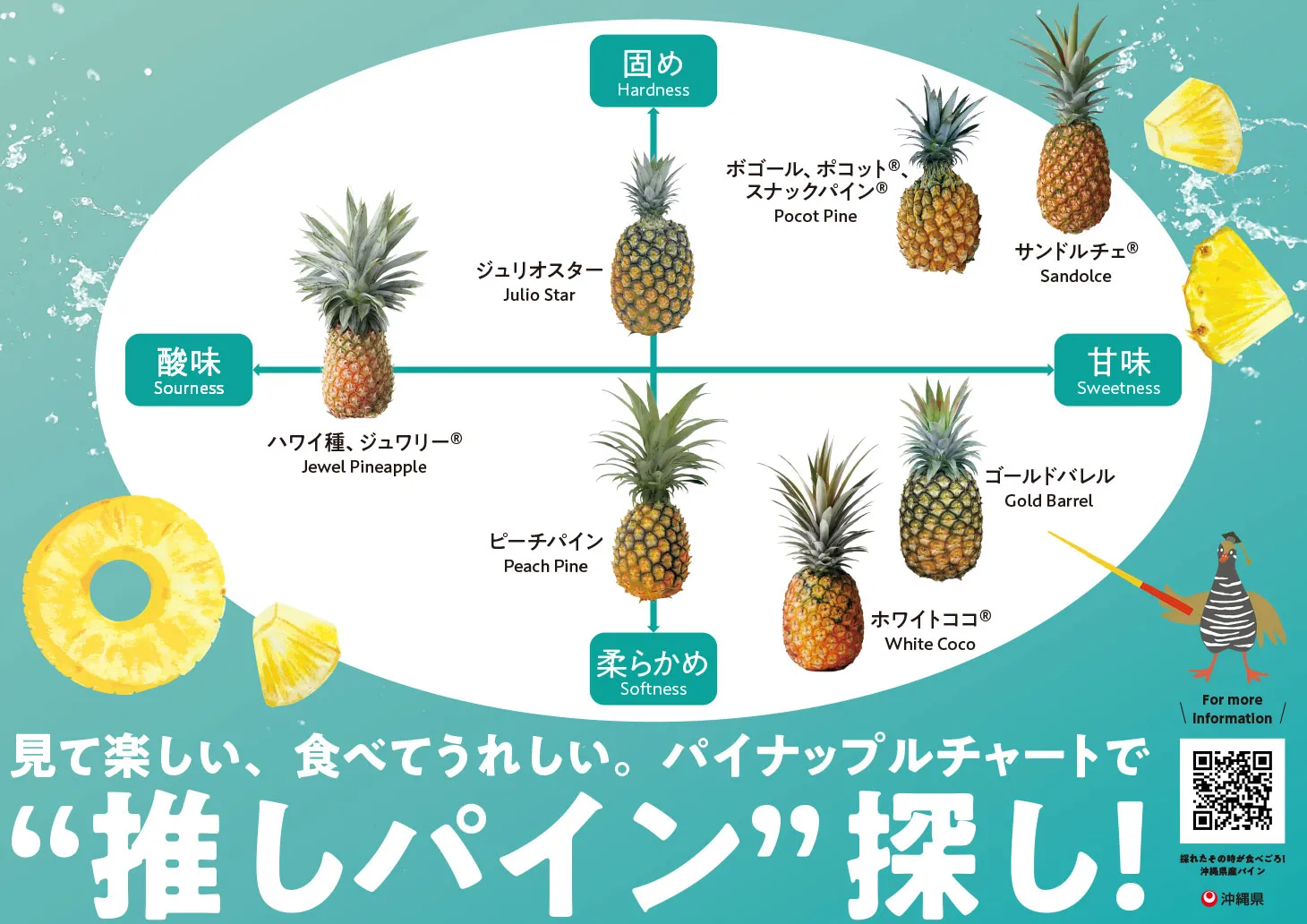 沖縄県西表島パイナップル・パイン品種の説明農園はこすけ