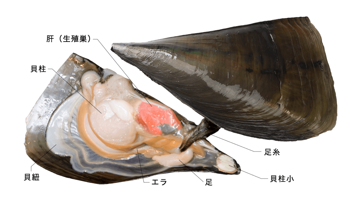 タイラギ 玉珧タイラガイ 平貝 ：旬の魚介百科