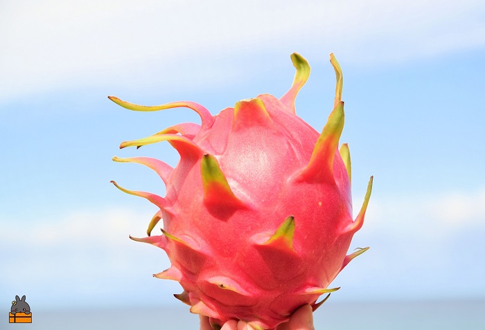 ドラゴンフルーツ沖縄久米島名産、美ら海育ち、南西興産の車えび - 楽天ブログ