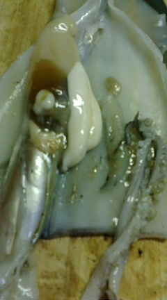 ☆イカチチって知ってる？で本日のおうちごはん・今日は雷記念日☆ダーリンのつま ダーリンの胃ぶくろ喜ぶ毎日料理