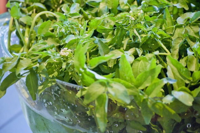 小規模田んぼにうってつけ この春、クレソンを「びりこみ」ませんか？マイナビ農業