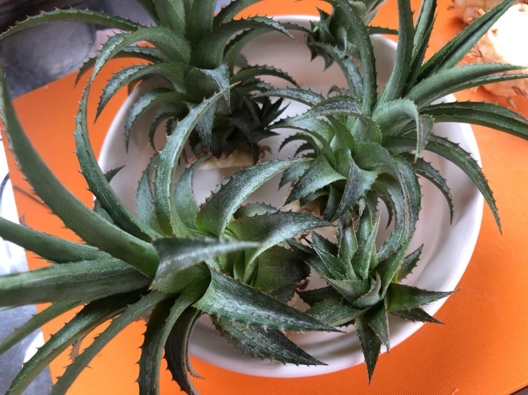 パイナップルの育て方！鉢での植え方から収穫までの栽培のコツを解説！ 3ページ目BOTANICA