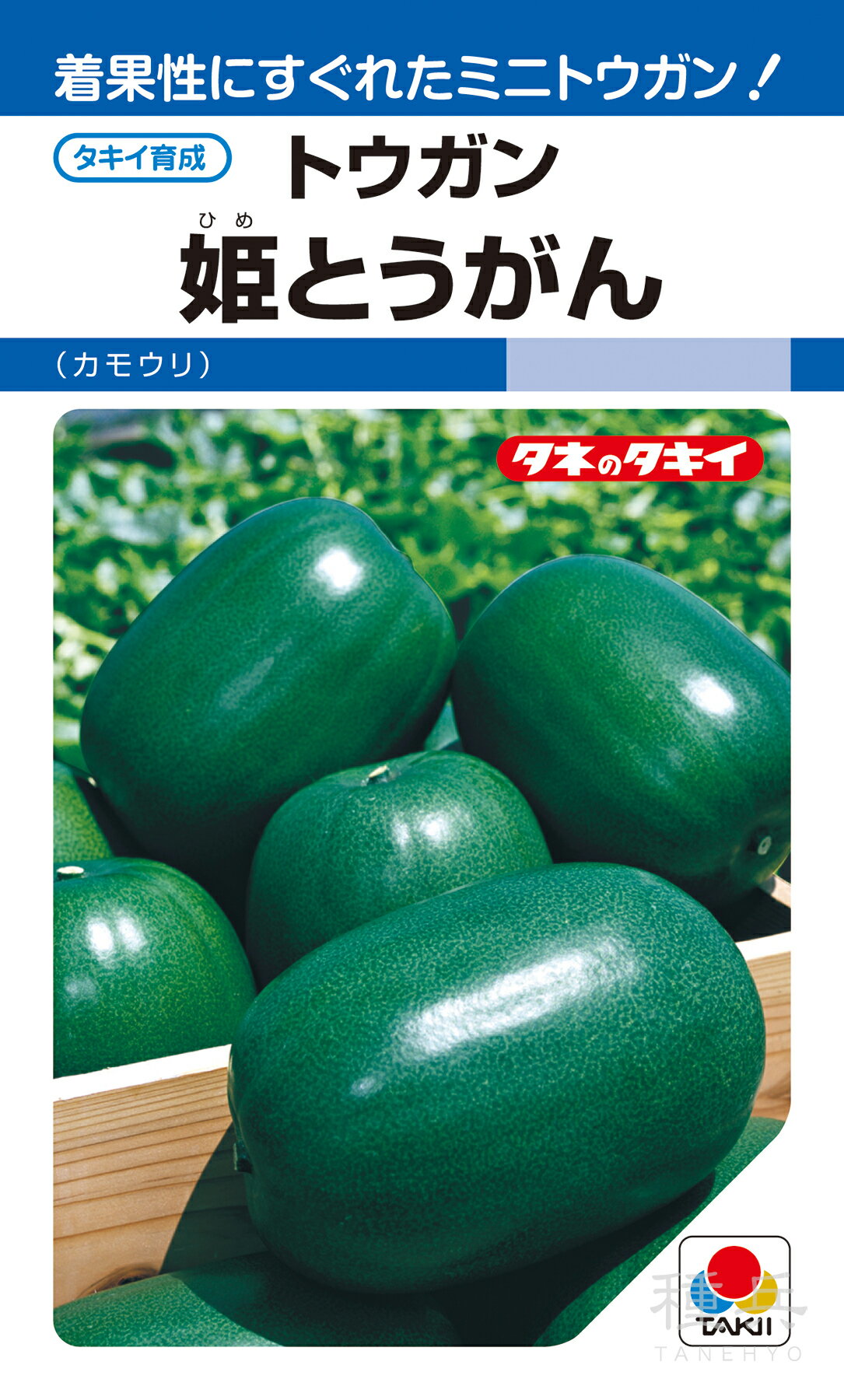 冬瓜 とうがん収穫時期は今からが旬のの 水分たっぷりな夏野菜 保存で冬ごろまでもつことから 冬の瓜と書きます 長細い型や丸々した型など型や大きさに色んな種類が あります 冬瓜は煮物や漬物や炒め物や 汁物の具など色々なお料理に 使っていただけます冬瓜