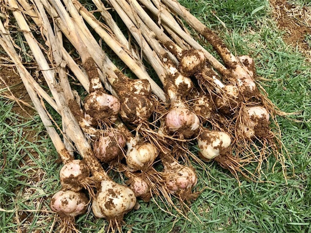 にんにくの収穫時期と乾燥方法新築の庭で家庭菜園ブログ