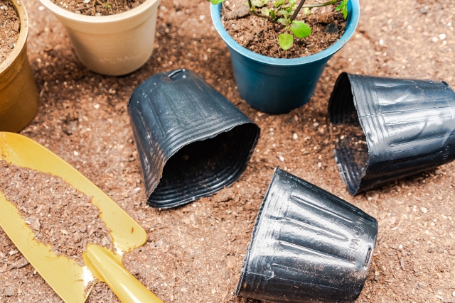 食用菊を植えっぱなしで育てるコツと注意点まとめ - いなかノート