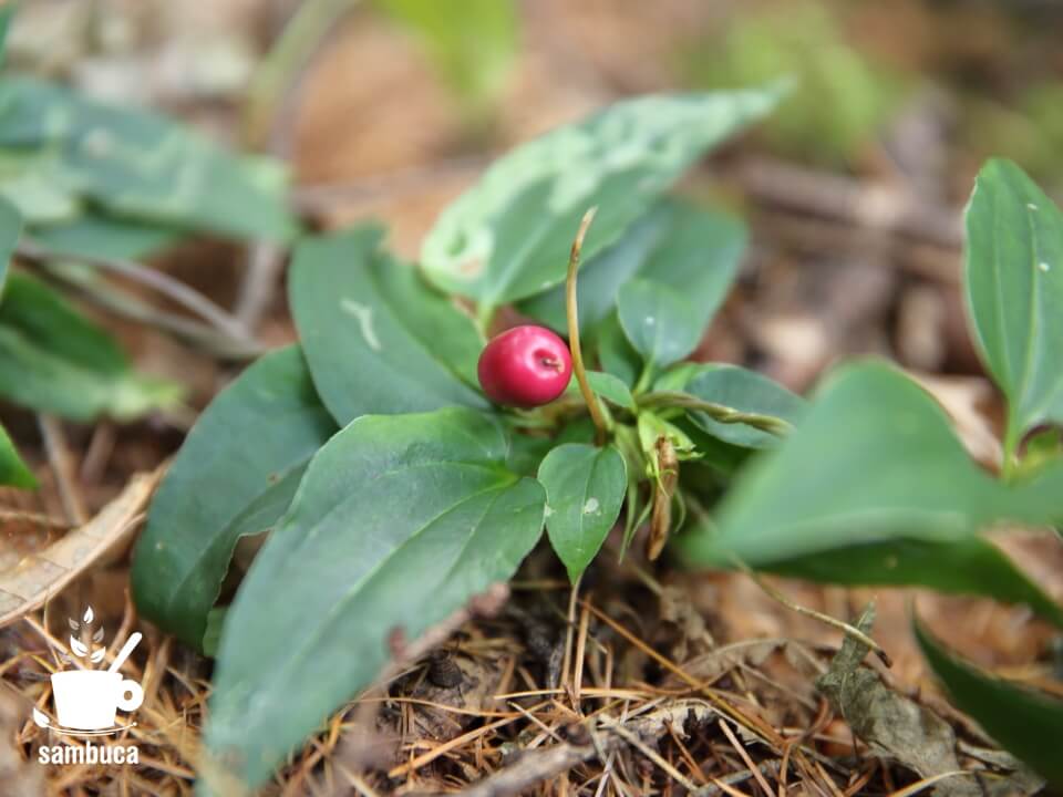 赤い実を食べる鳥の写真素材12916711- PIXTA