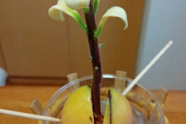 冷蔵庫に入れてた、まだ全然熟してないアボカドに白いカビが生えてる？ 茎の部分だけ取って、そのまま追熟させても大丈夫かな？ : r foodsafety