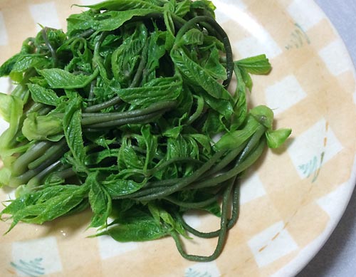 コシアブラと筍の炊き込みご飯 三種の山菜天 筍の味噌焼き居酒屋仁山菜筍コシアブラタラの芽筍こごみ