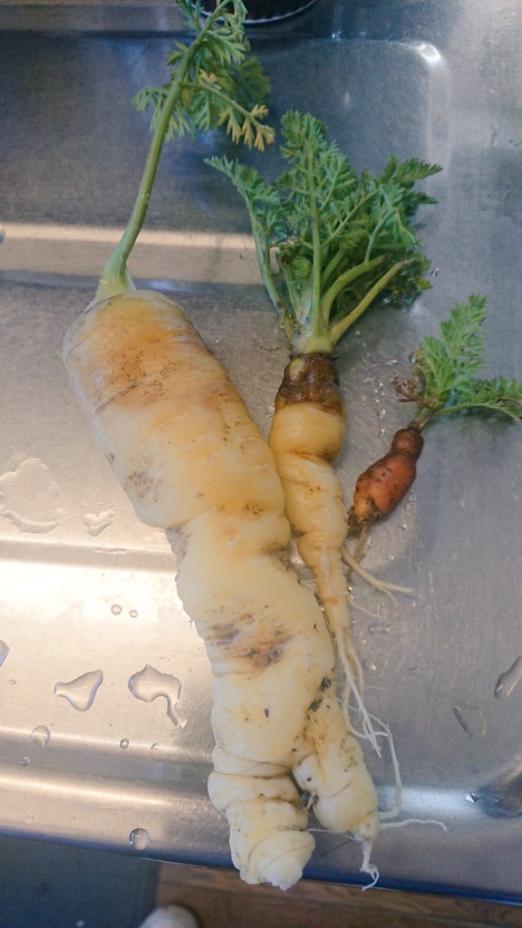 人参の栽培・育て方を徹底解説！連作障害や発芽・害虫・病気対策など失敗しない人参の栽培方法ついて詳しく説明 - みんなのブログ体験農園なら貸し農園 市民農園 のシェア畑