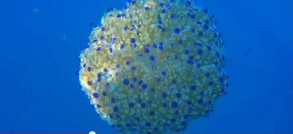 Twitterで目玉焼きに見える方続出！ Fried egg jelly という英名のクラゲ、コティロリーザ・ツベルクラータ。こちらでは長めの動画でご紹介します。 地中海にいるクラゲですが、展示しているのは当館生まれ、当館育ちです。 目玉焼きらしさに目が行きますが、口腕付属器