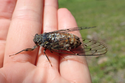 家の中でセミの幼虫の羽化を観察したい！ １７年ゼミ情報も。魚食普及推進センター 一般社団法人 大日本水産会