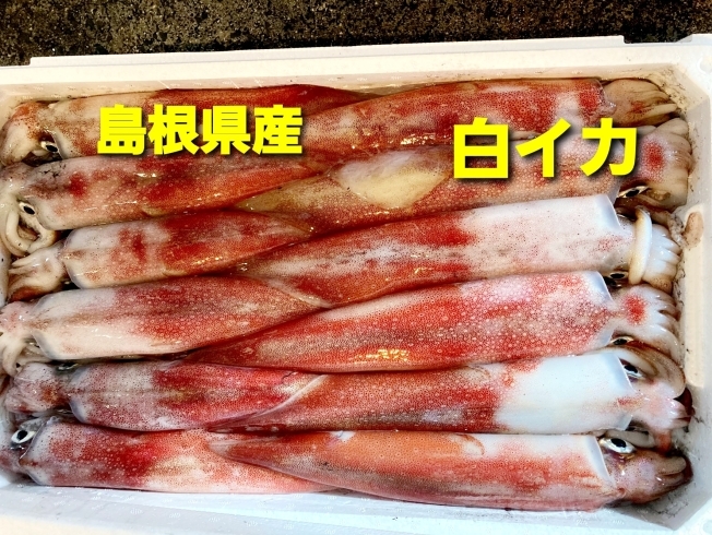 イカのさばき方 刺身の切り方や冷凍方法も徹底解説！初心者でも簡単ほほえみごはん-冷凍で食を豊かに-ニチレイフーズ