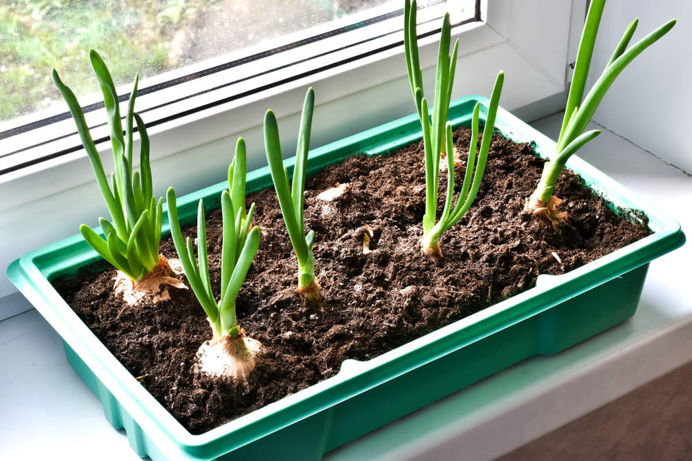 春植え野菜！ほったらかしでも育つ初心者向けの春野菜のおすすめランキング野に行く