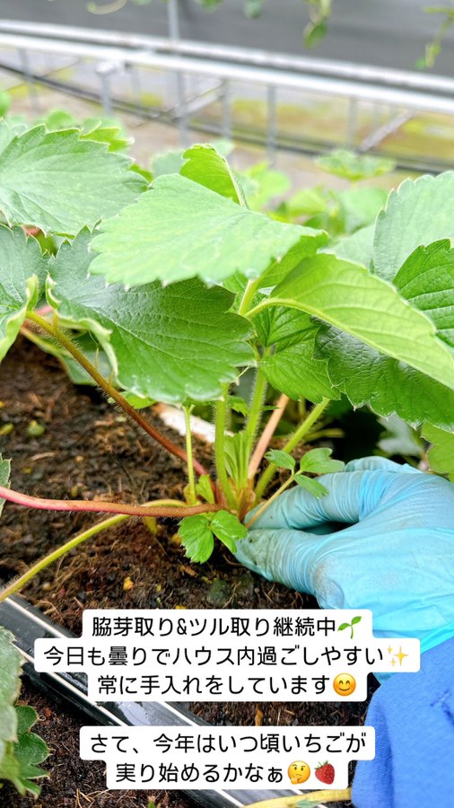いちご栽培 わき芽取りのご紹介