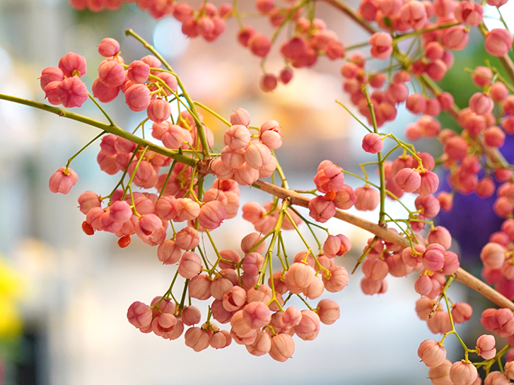 赤い実のなる木図鑑春夏秋冬ごとに。食べられる実や毒のある実もLOVEGREEN ラブグリーン