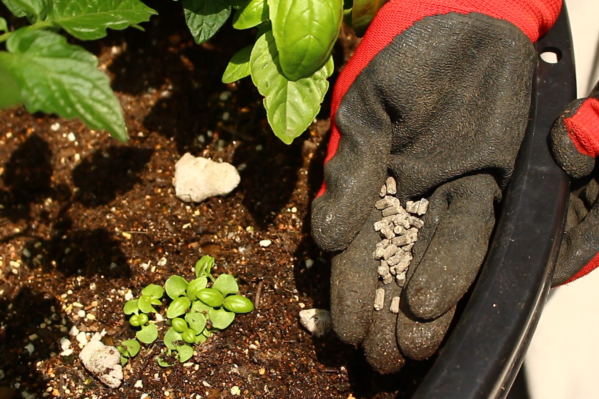 １００均ダイソー家庭菜園用肥料のおススメとミニトマトで与え方のコツ