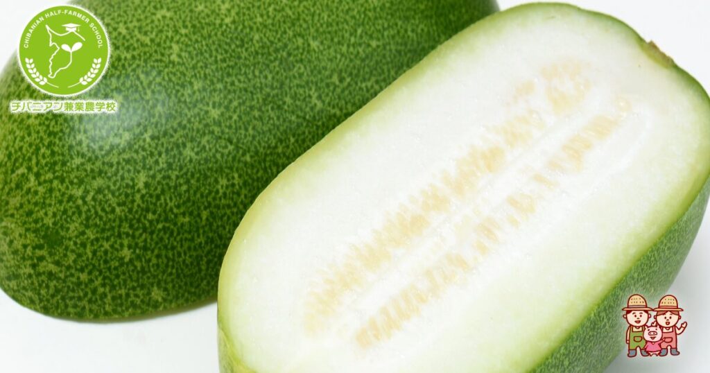 姫冬瓜4キロから5キロ 1 姫とうがんを初収穫しました～！