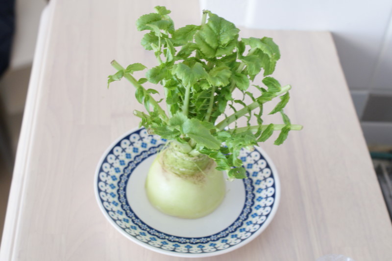 再生野菜「リボベジ」の育て方と成長記録 ねぎ・人参編かわさんどっとわーく