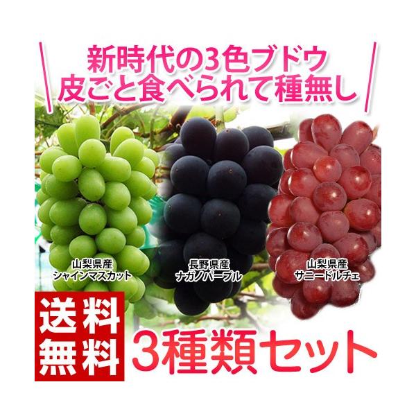 ブドウ種類徹底ガイド 色別・総合早見表であなたにぴったりのブドウを見つけよう！青空市場