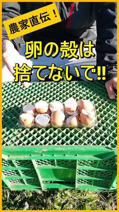 今日から出来ます❗卵の殻で肥料づくり☺️この超簡単な工夫でより細やかにすり潰せます😆❗