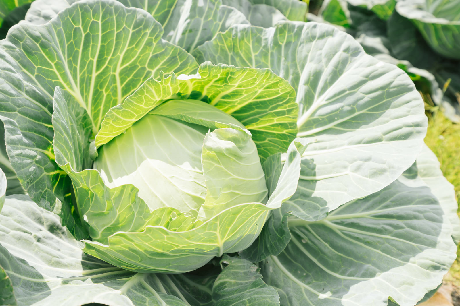 キャベツの栄養素や調理のコツは？保存方法など豆知識をご紹介♪Salad Cafe サラダカフェ -サラダのある毎日で、お客様の笑顔と健康をサポートします