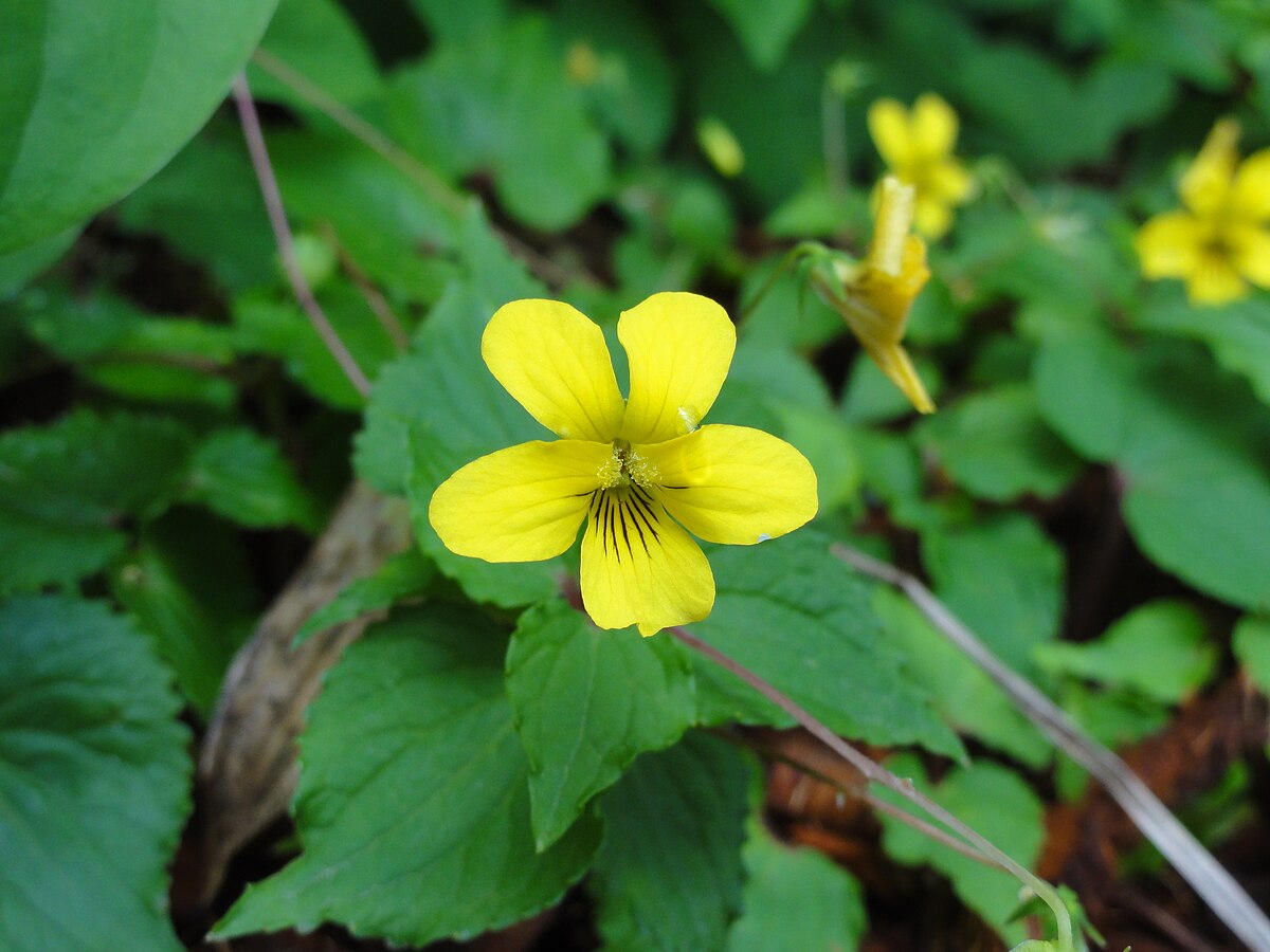 大葉 紫蘇 の佃煮
