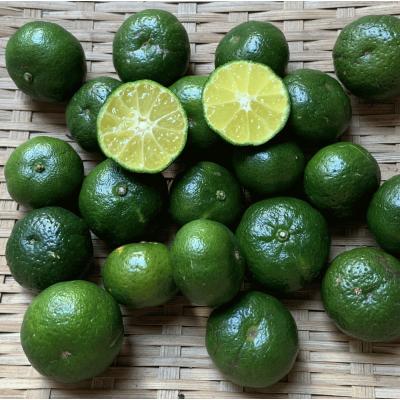 沖縄で柑橘類づくし - 沖縄B級ポータル - DEEokinawa でぃーおきなわ